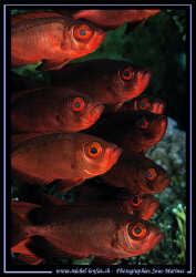 Some "Priancanthus Blochii" with their Big Eyes.... Que d... by Michel Lonfat 